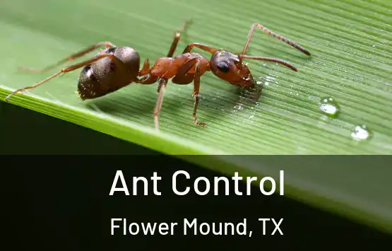  Ant Control Flower Mound, TX