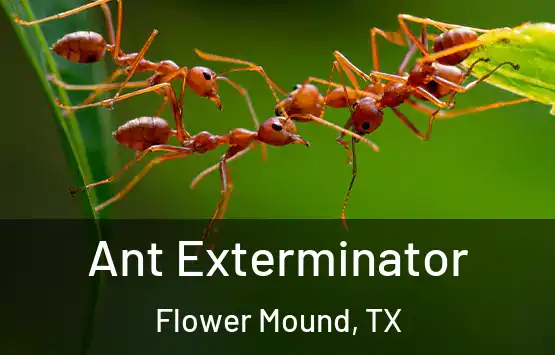  Ant Exterminator Flower Mound, TX