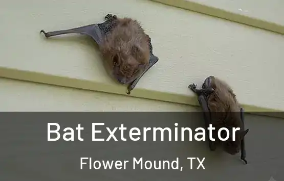  Bat Exterminator Flower Mound, TX
