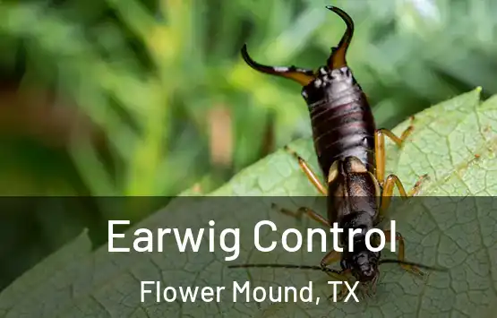  Earwig Control Flower Mound, TX