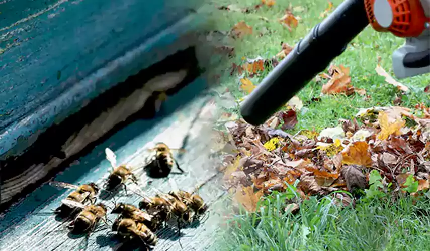 Wasps Pest Control Flower Mound, TX