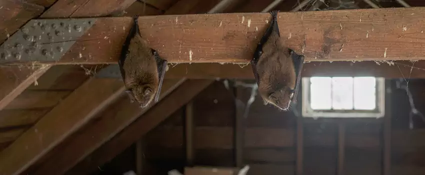 bat-exterminator in Flower Mound, TX