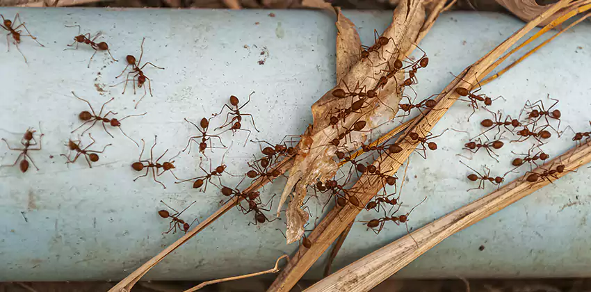 Fire Ant Extermination in Yards, Parks, and Outdoor Spaces Flower Mound, TX