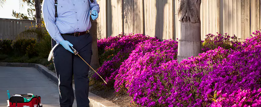 Commercial Mosquito Control Services in Flower Mound, TX