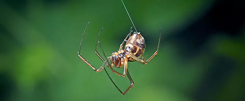 Spider and Mosquito Control Solutions Flower Mound, TX