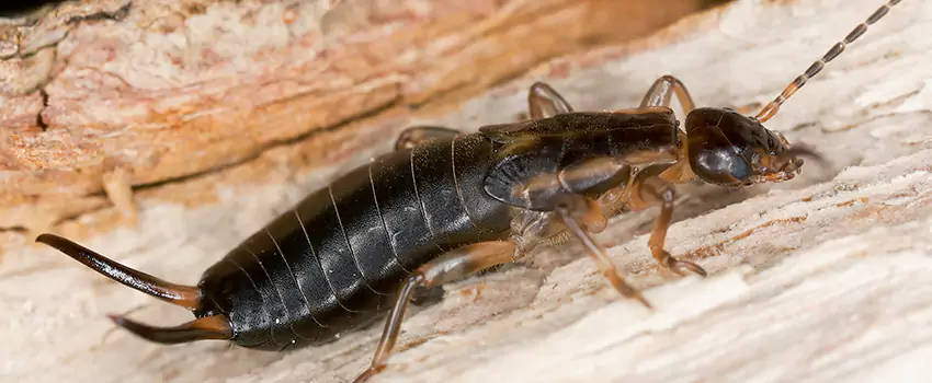 earwig-control in Flower Mound, TX