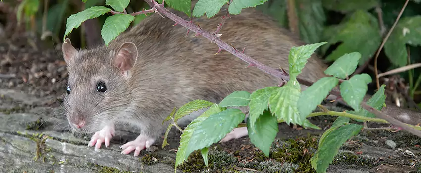 mice-control in Flower Mound, TX