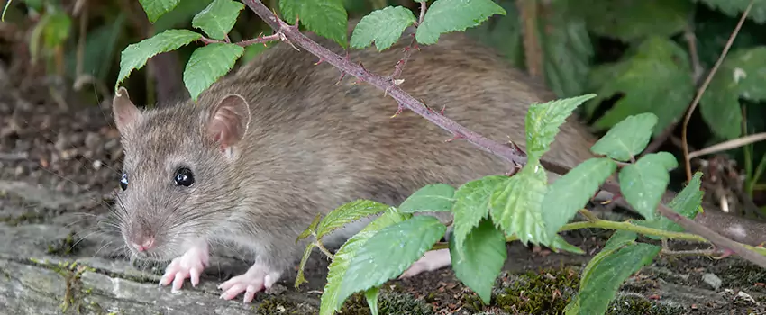 mouse-control in Flower Mound, TX