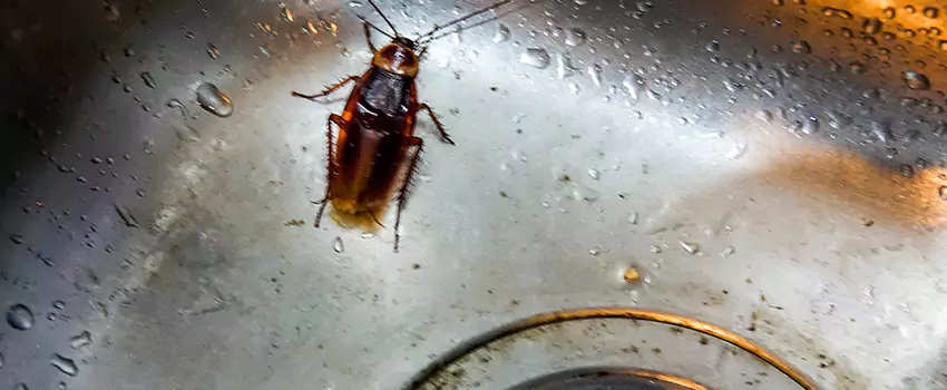 roach-control in Flower Mound, TX