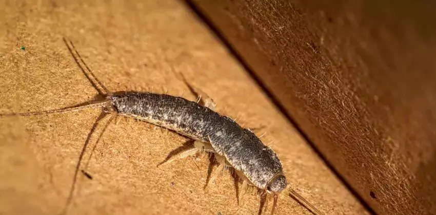 silverfish-control in Flower Mound, TX