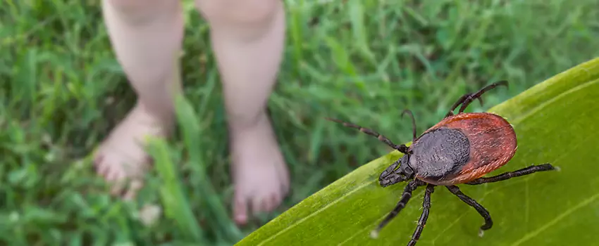 tick-treatment-for-yard in Flower Mound, TX