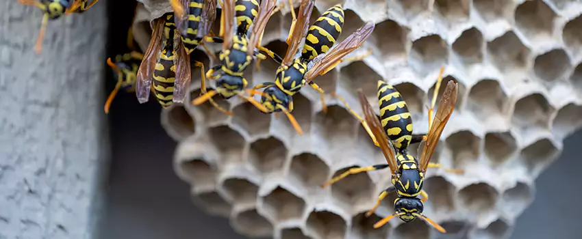 wasp-pest-control in Flower Mound, TX