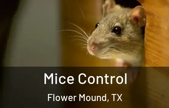  Mice Control Flower Mound, TX