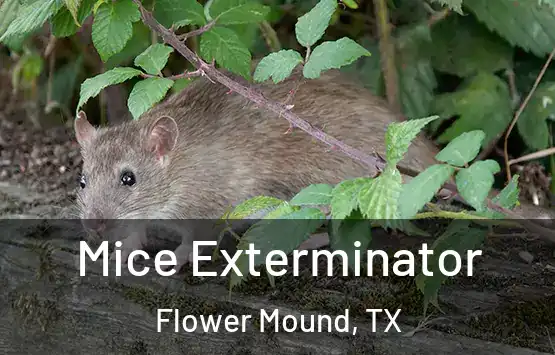  Mice Exterminator Flower Mound, TX