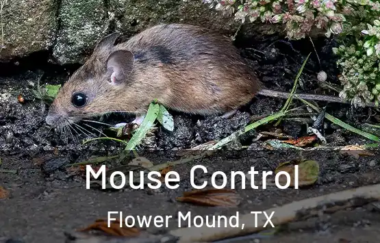  Mouse Control Flower Mound, TX
