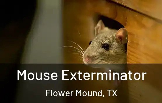  Mouse Exterminator Flower Mound, TX