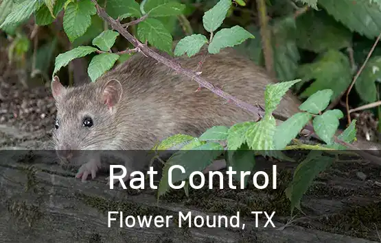  Rat Control Flower Mound, TX