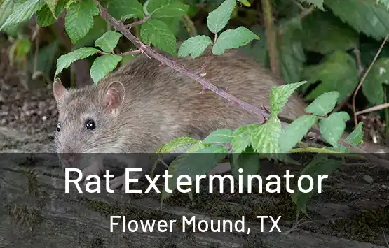  Rat Exterminator Flower Mound, TX
