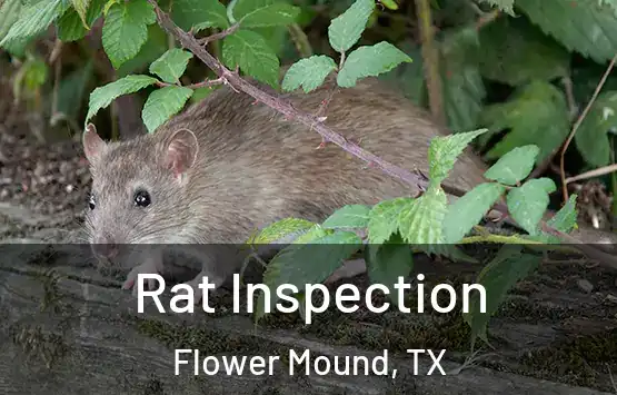  Rat Inspection Flower Mound, TX