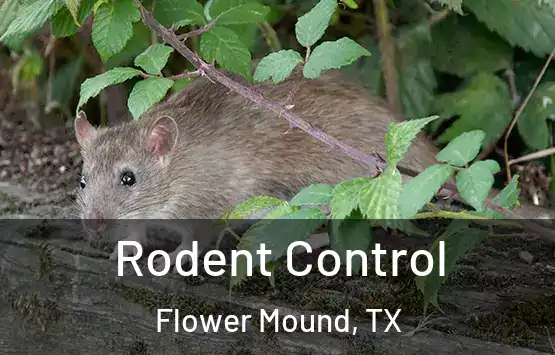  Rodent Control Flower Mound, TX