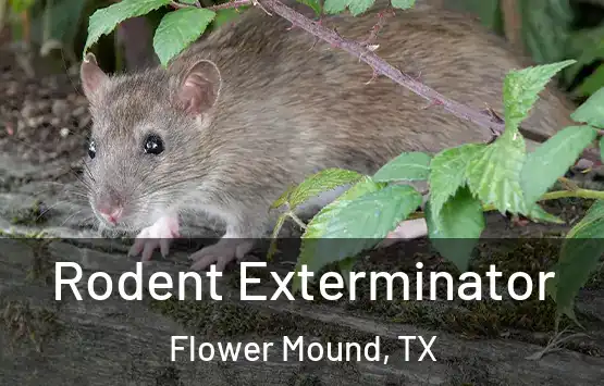  Rodent Exterminator Flower Mound, TX