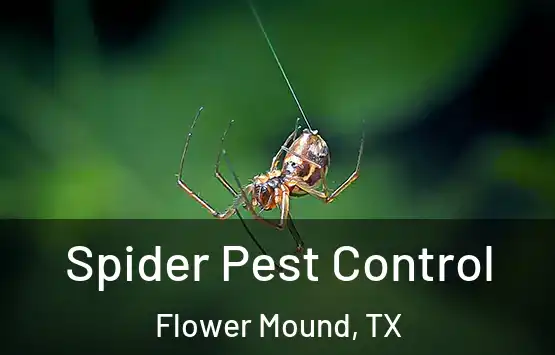  Spider Pest Control Flower Mound, TX