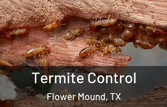  Termite Control Flower Mound, TX
