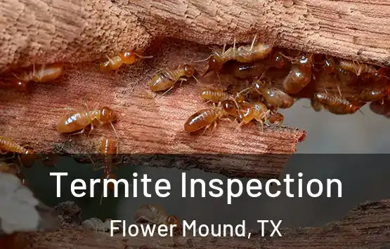  Termite Inspection Flower Mound, TX