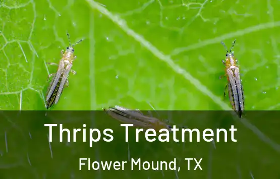  Thrips Treatment Flower Mound, TX