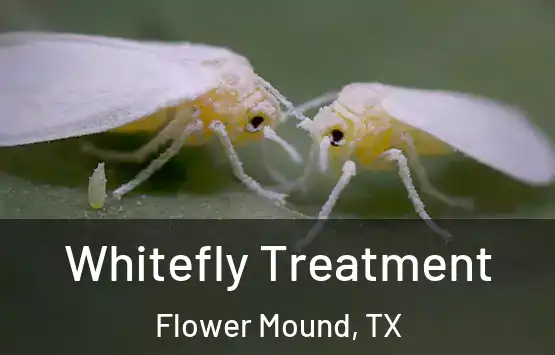  Whitefly Treatment Flower Mound, TX